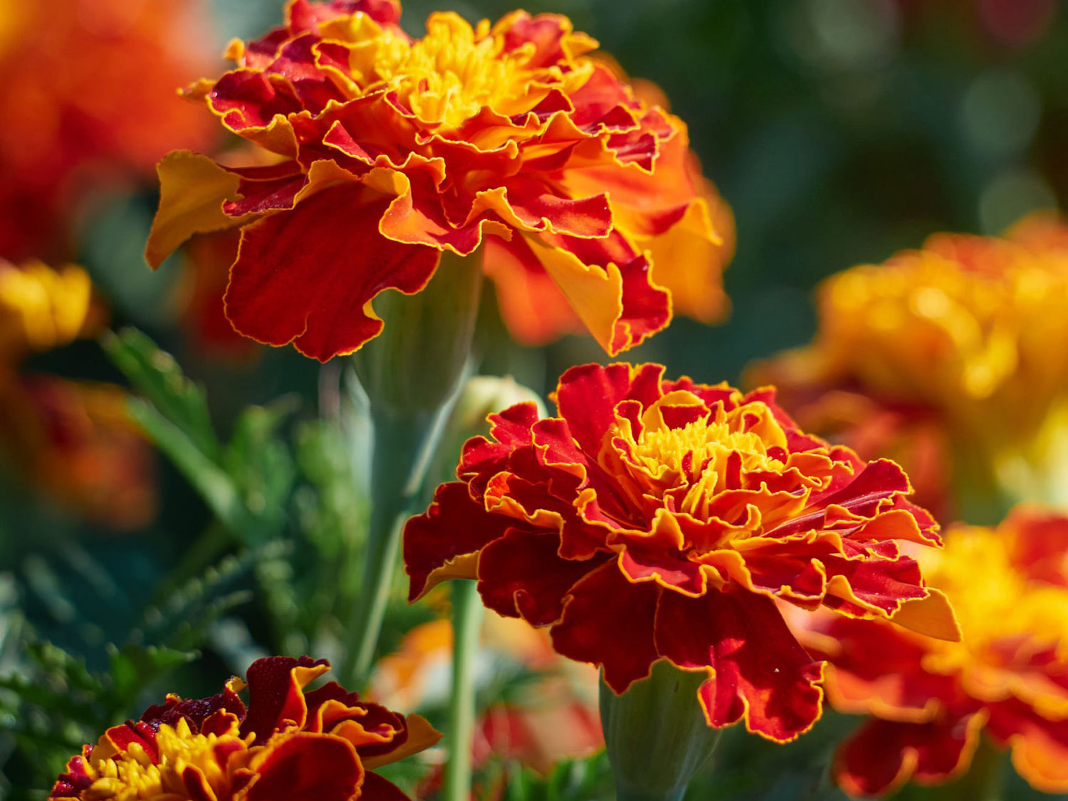 4" Marigold Fireball