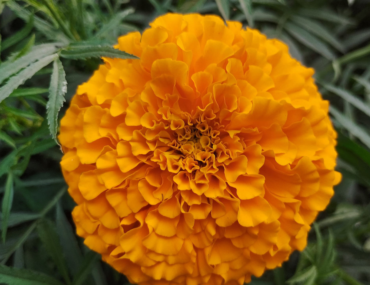 4" Marigold Taishan