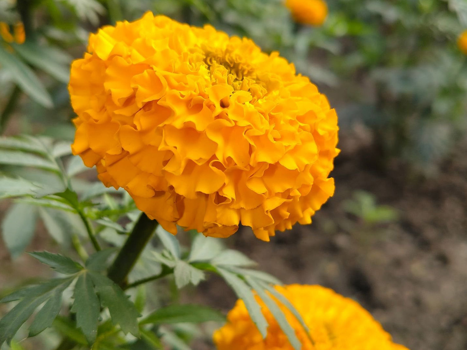 4" Marigold Taishan