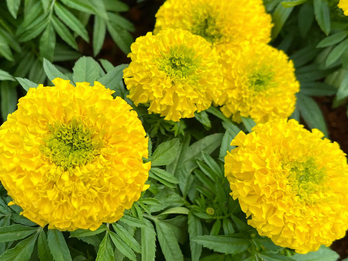 Marigold ‘Taishan’ – 4" Pot