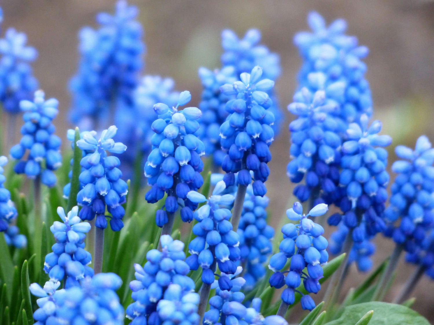 4" Muscari