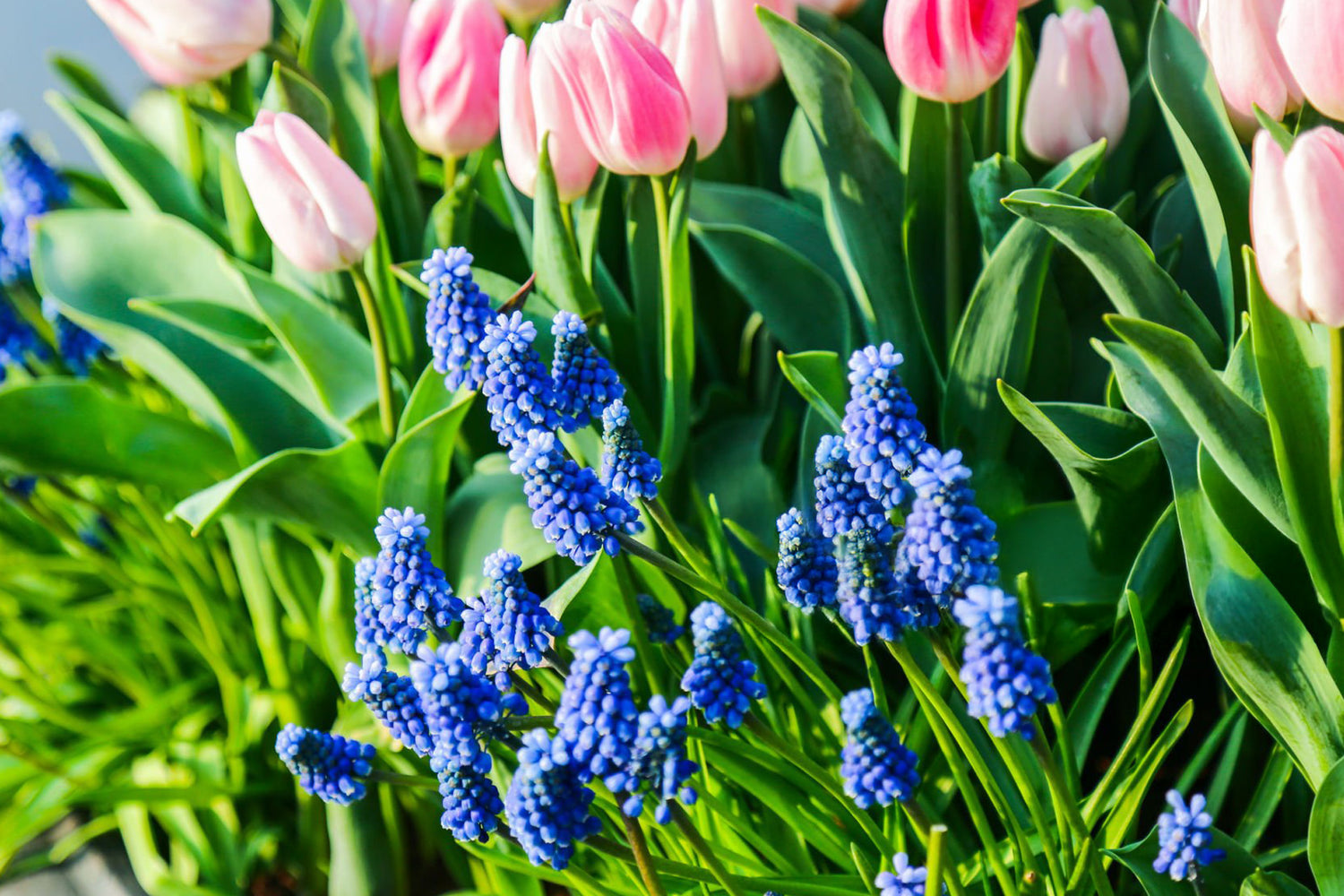 4" Muscari