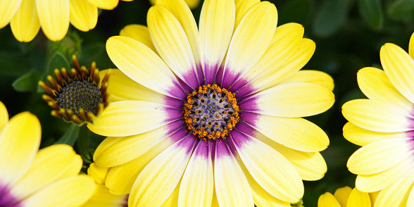 4" Osteospermum Serenity