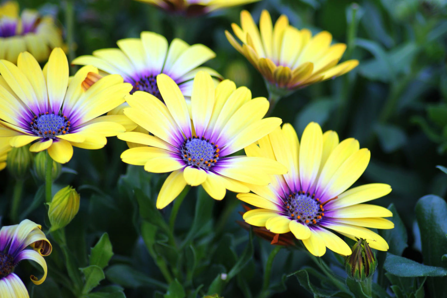 4" Osteospermum Serenity