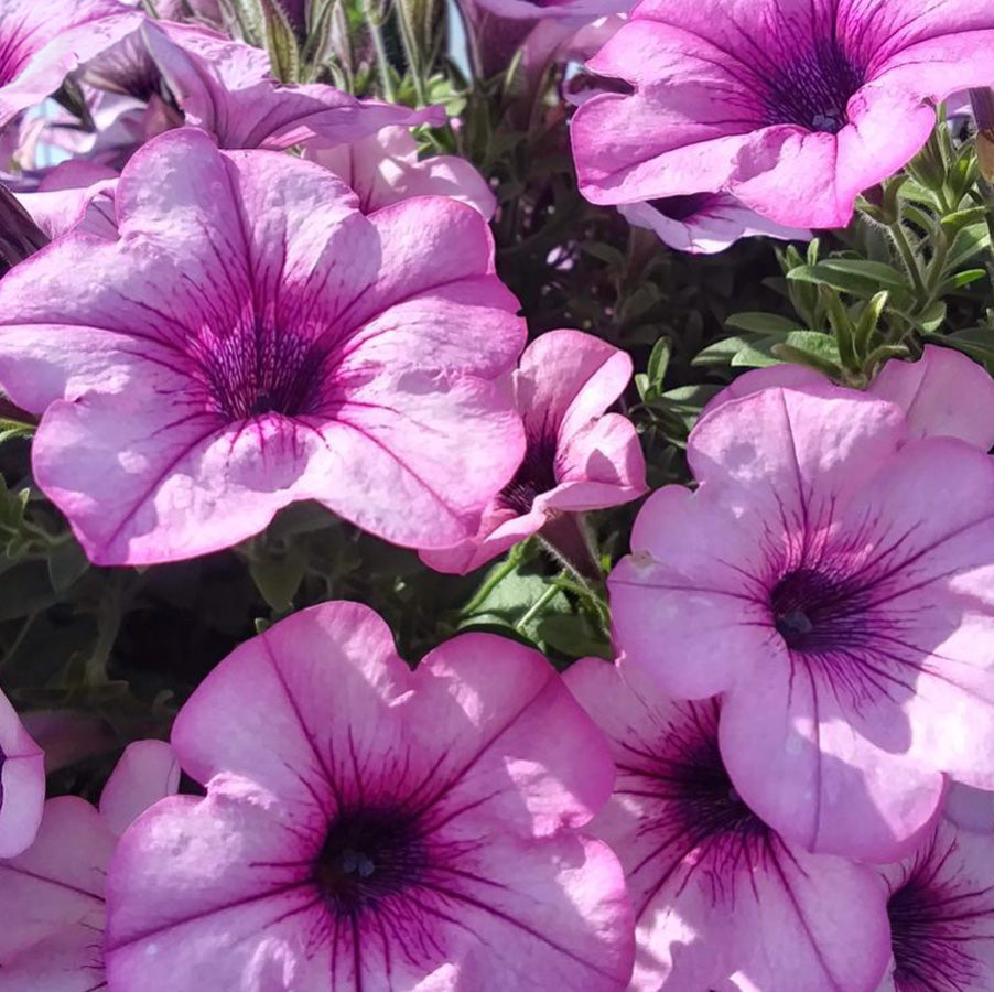 4" Petunia Capella