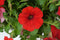 Red Ruby Improved