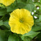 Yellow Hello