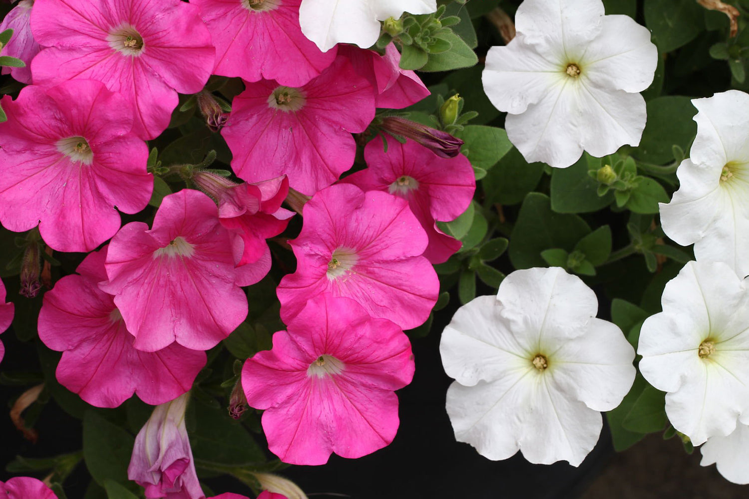 4" Petunia Capella