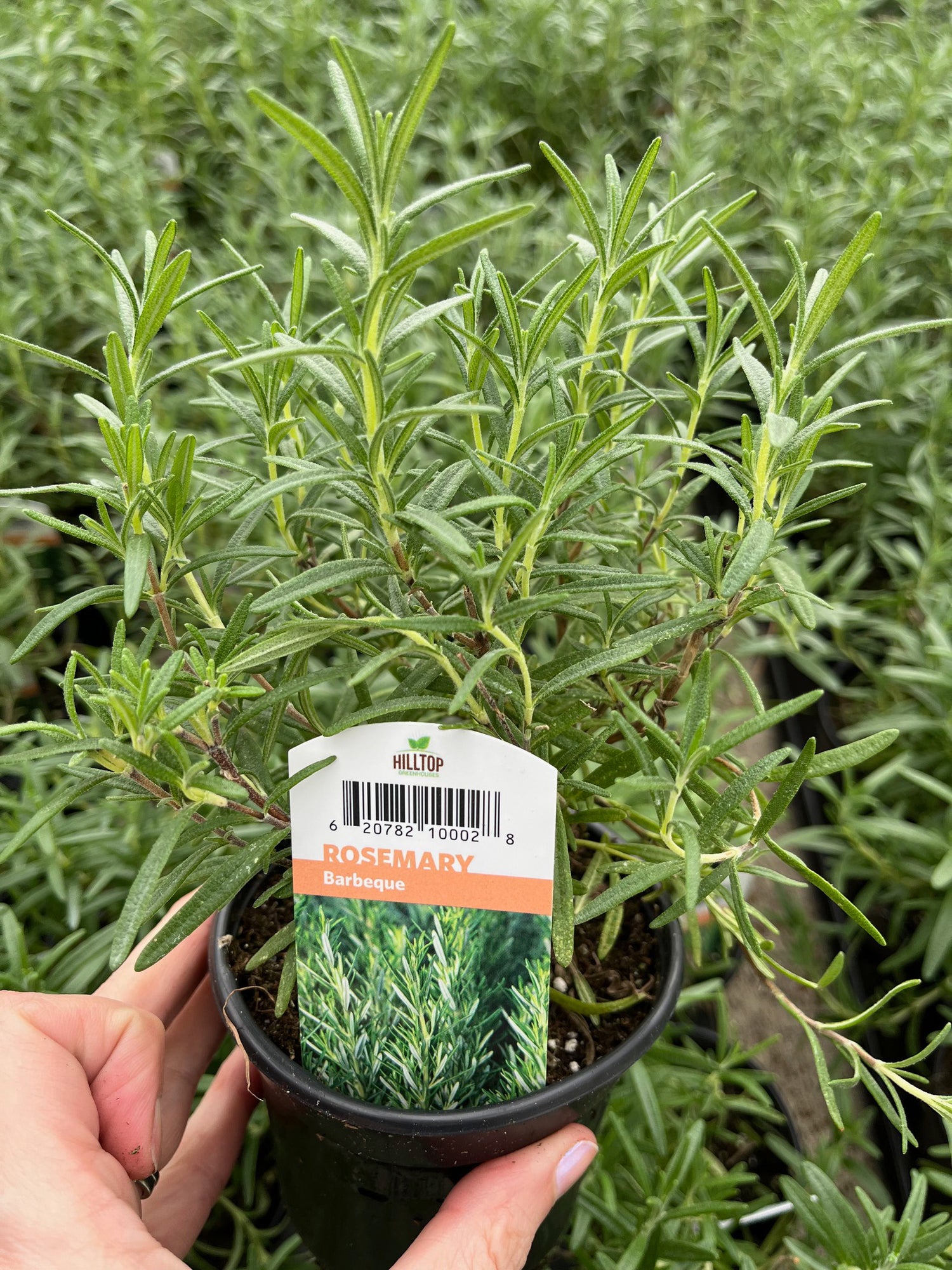 4" Rosemary