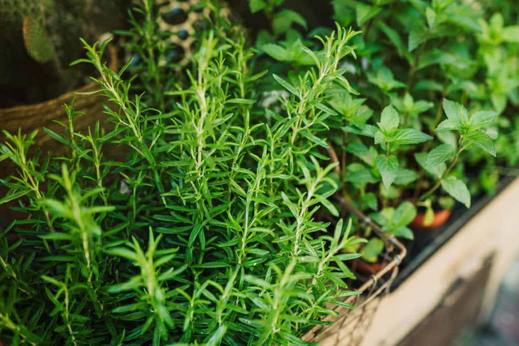 4" Rosemary