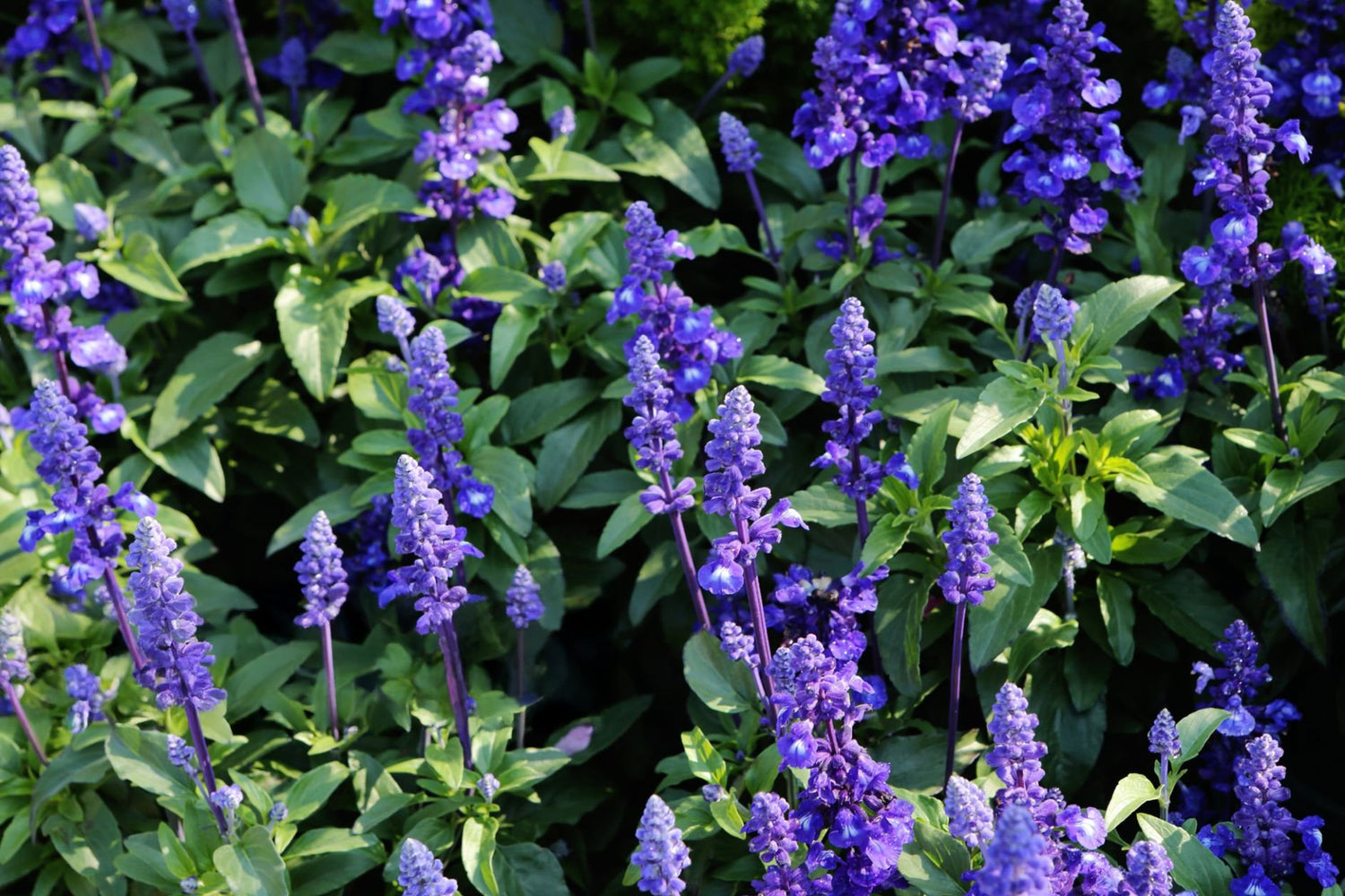 4" Salvia Victoria