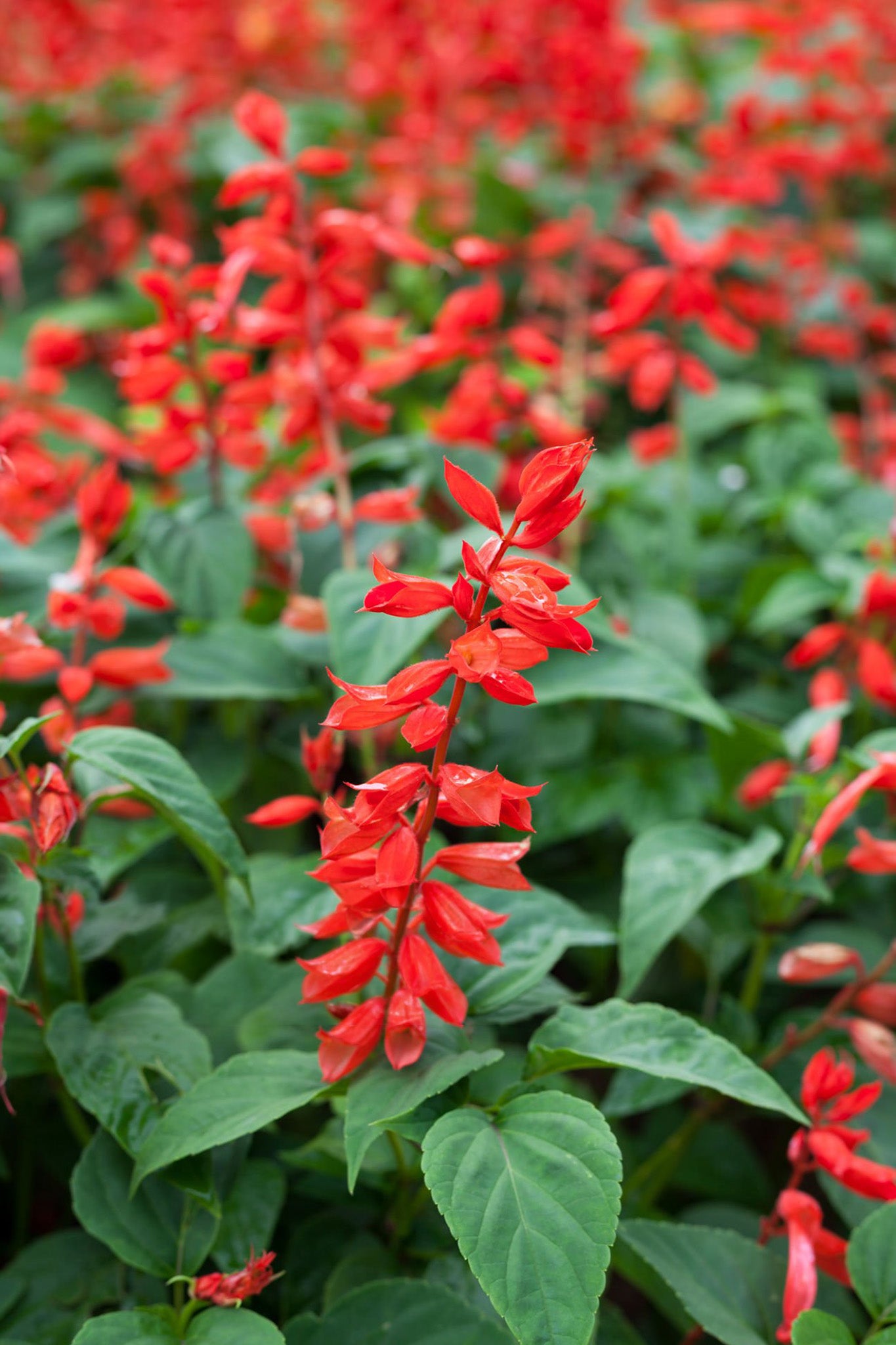 4" Salvia Reddy Bright