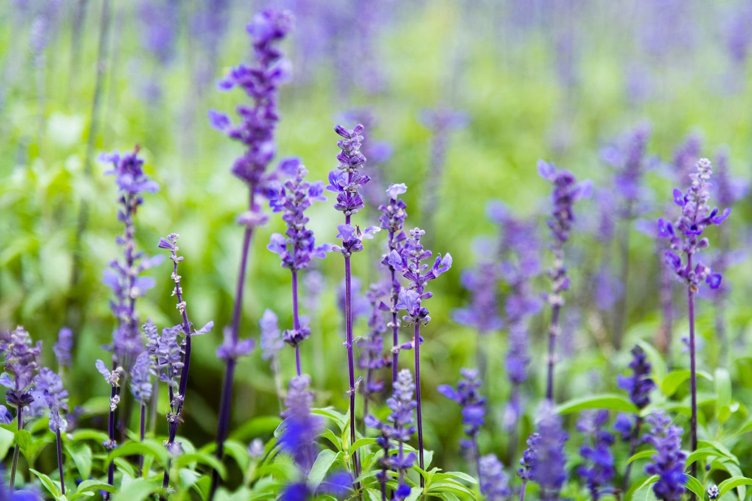 4" Salvia Victoria