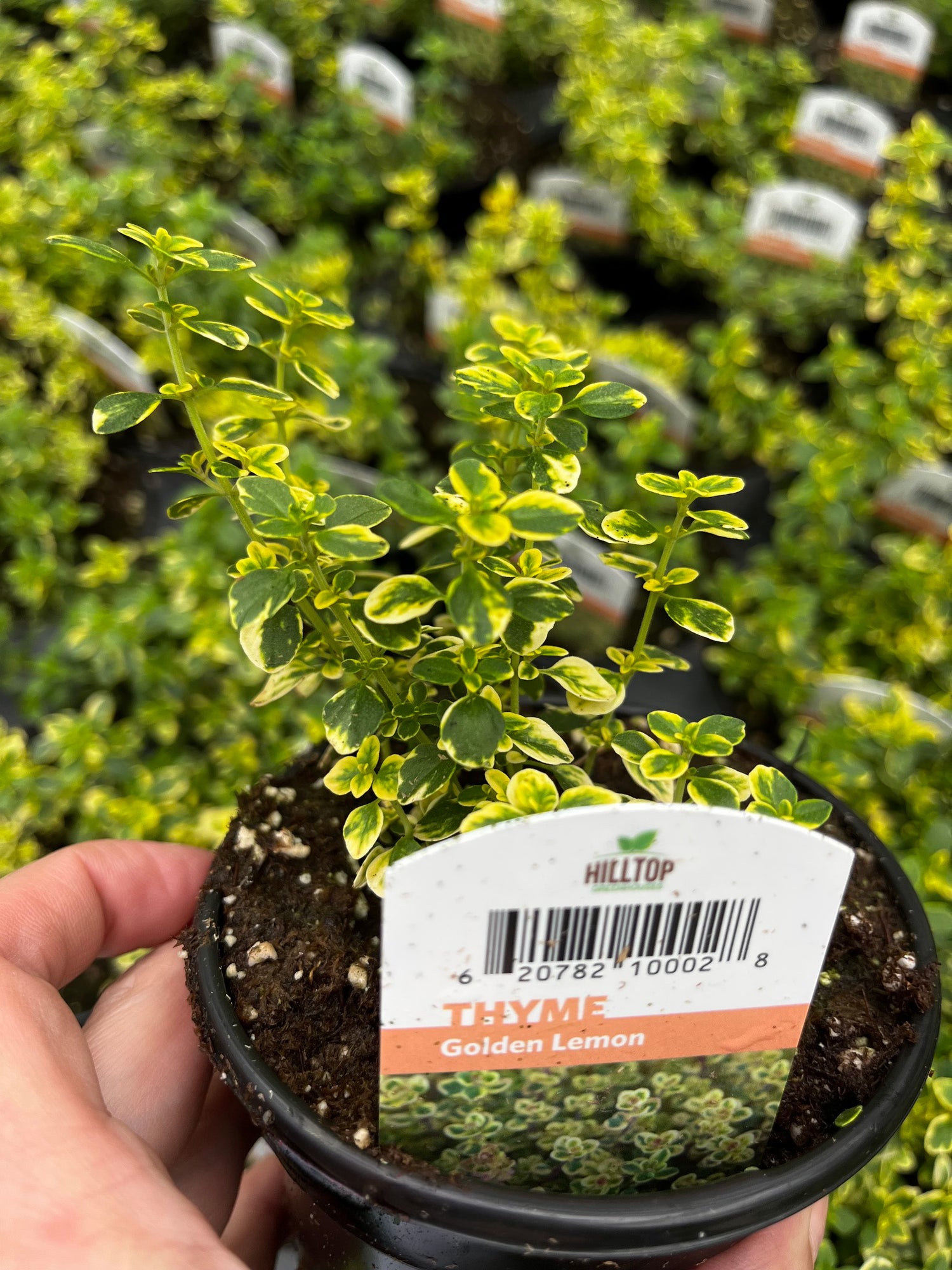 4" Thyme