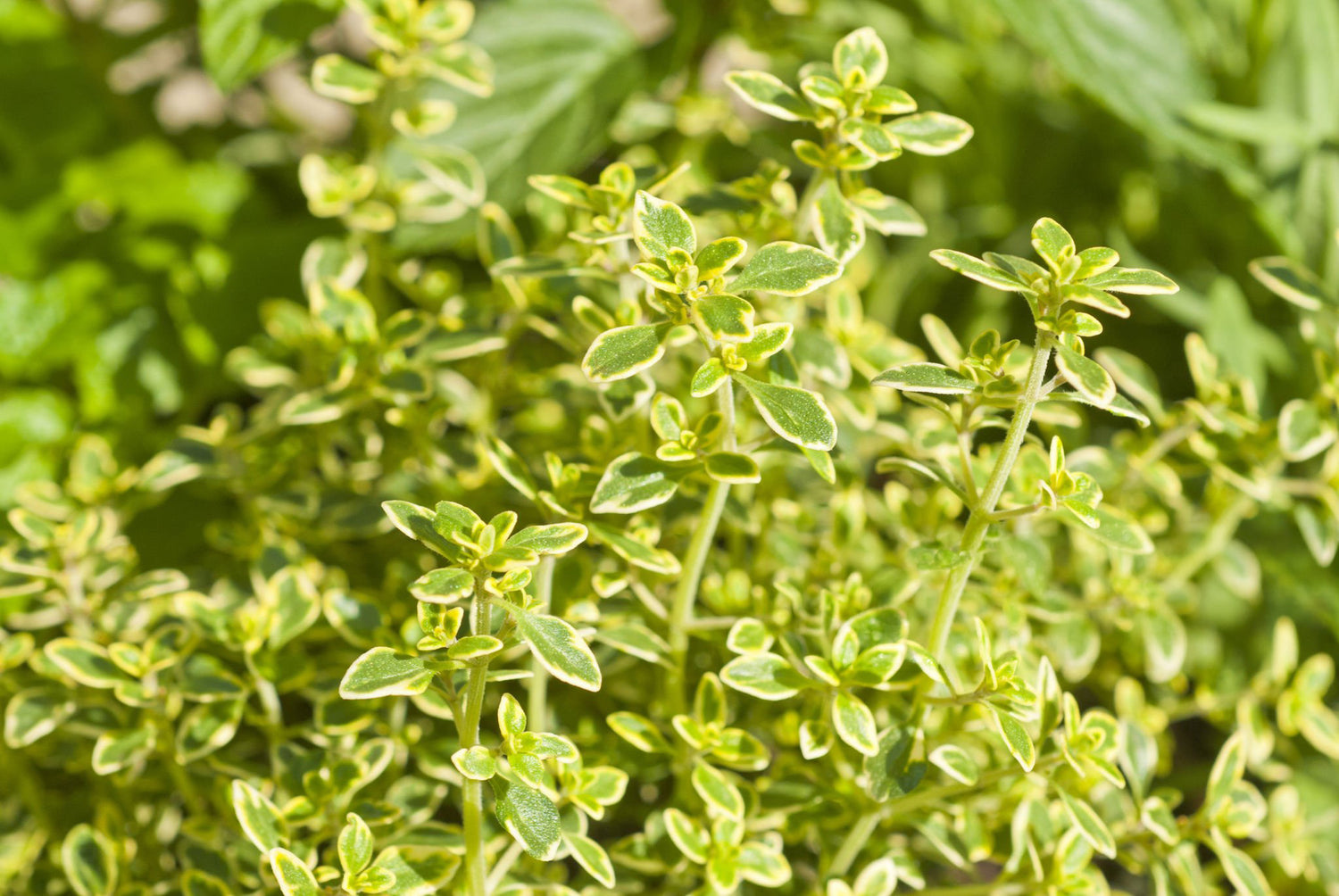 4" Thyme