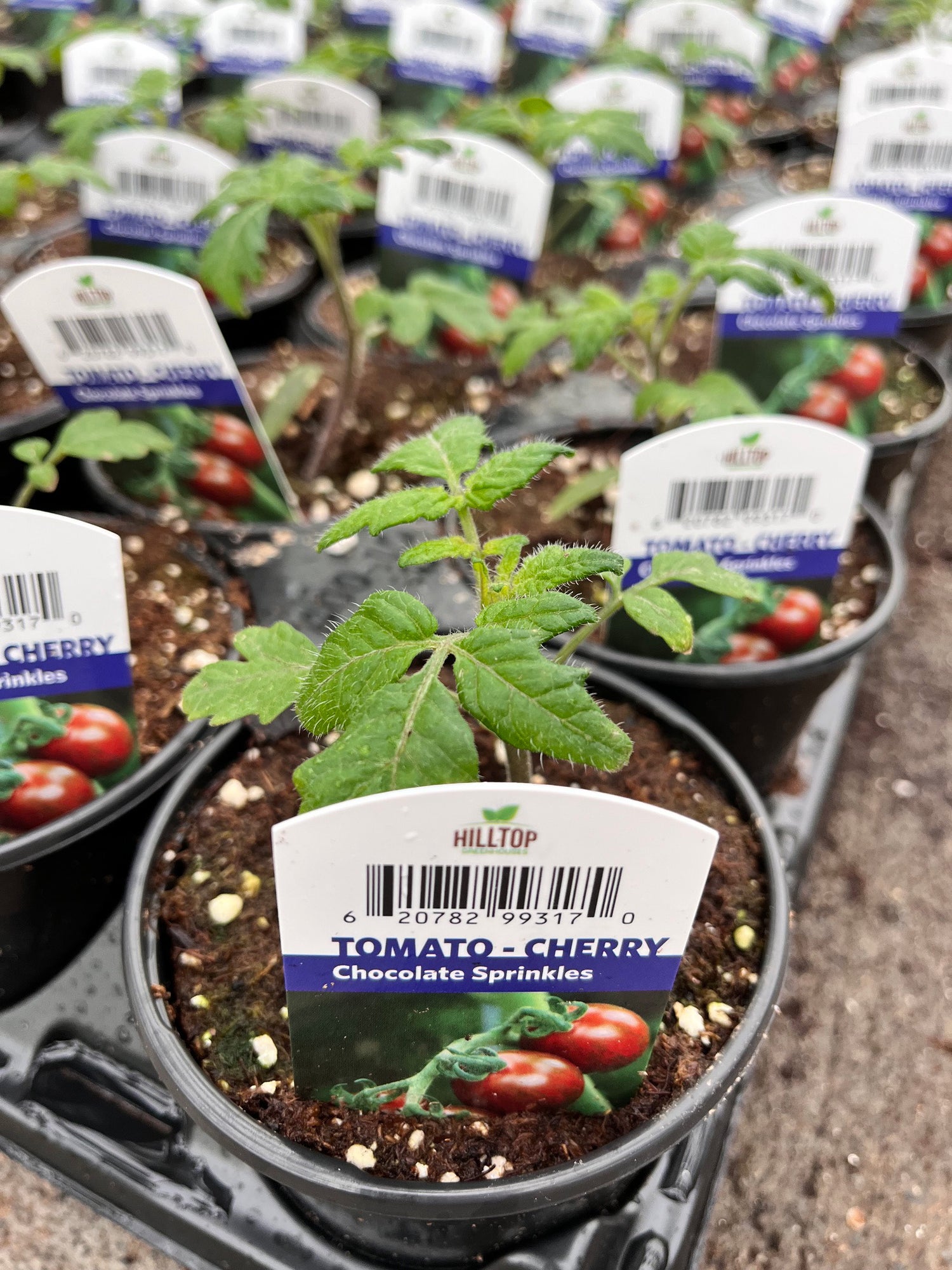 4" Tomato