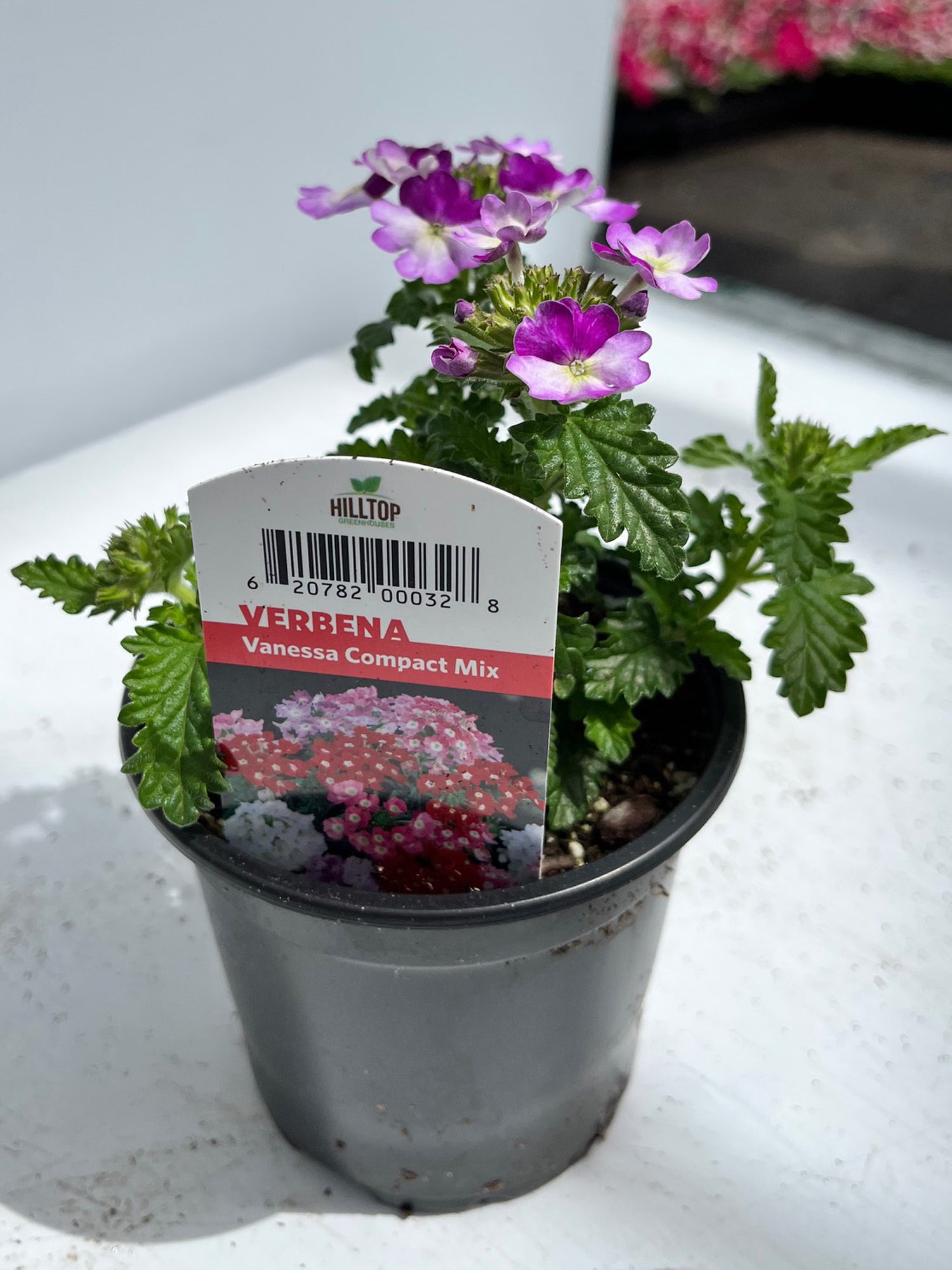 4" Verbena Vanessa