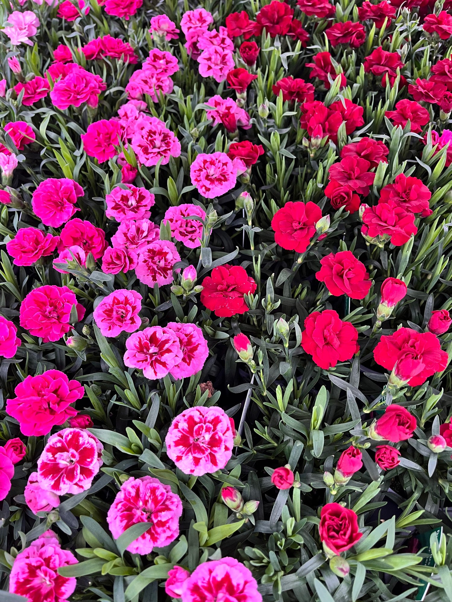 4" Carnation Oscar