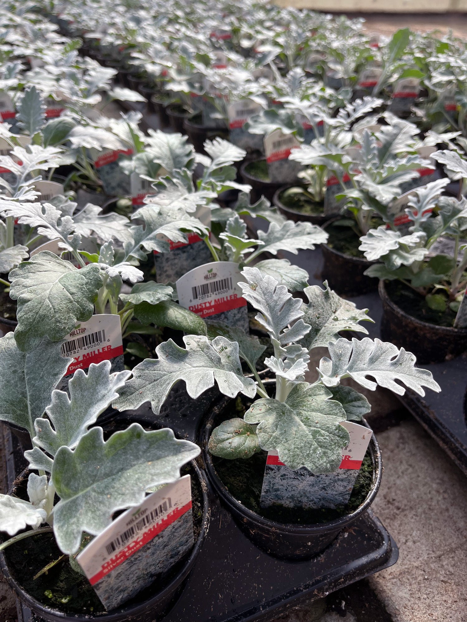4" Dusty Miller