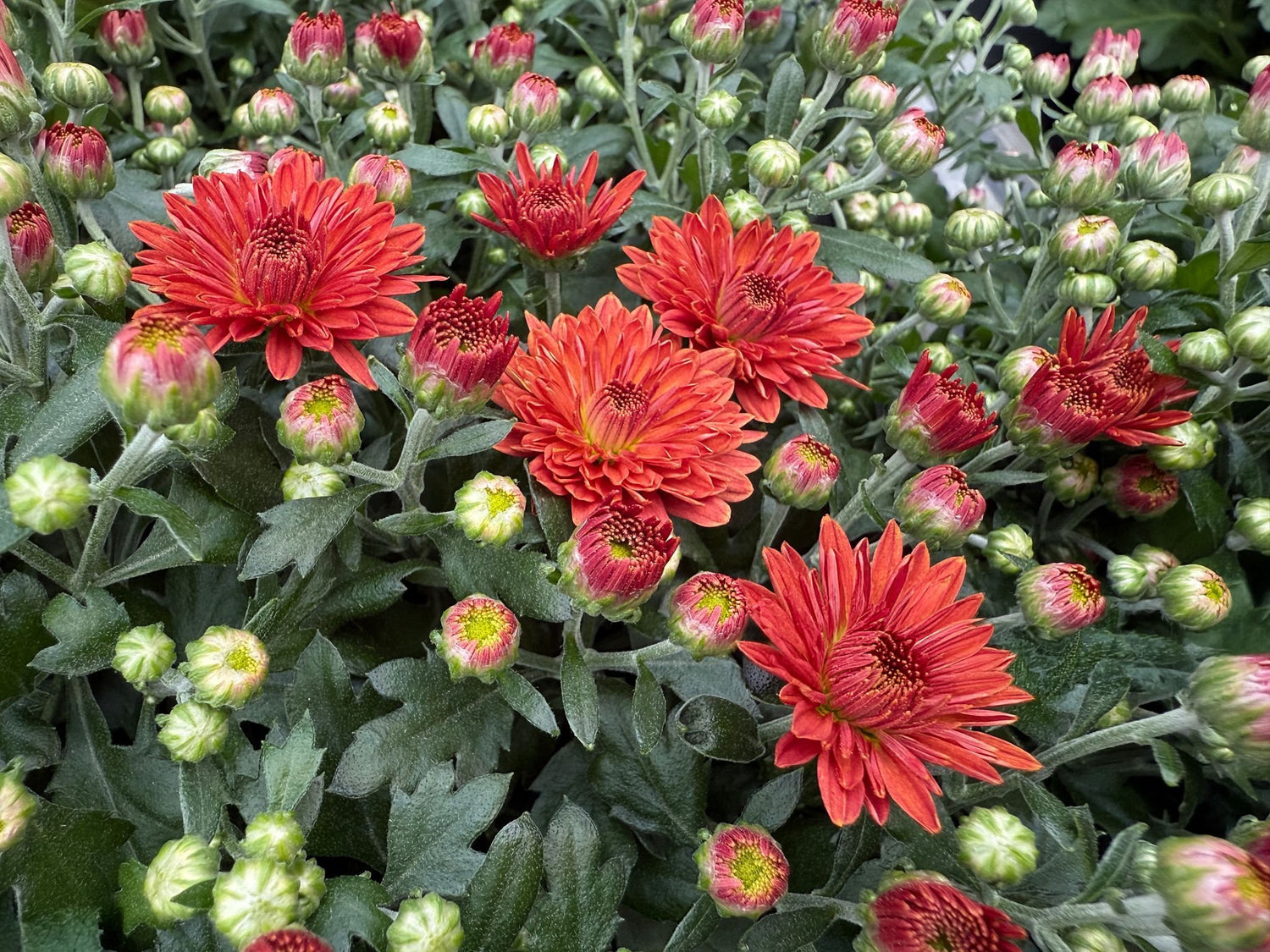 4" Mum, Mixed in Tray
