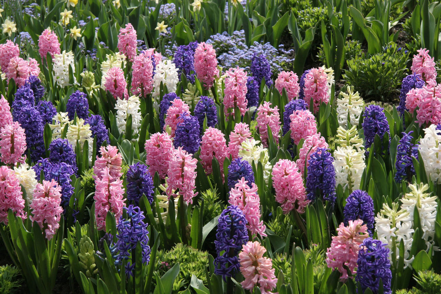 4" Hyacinthus