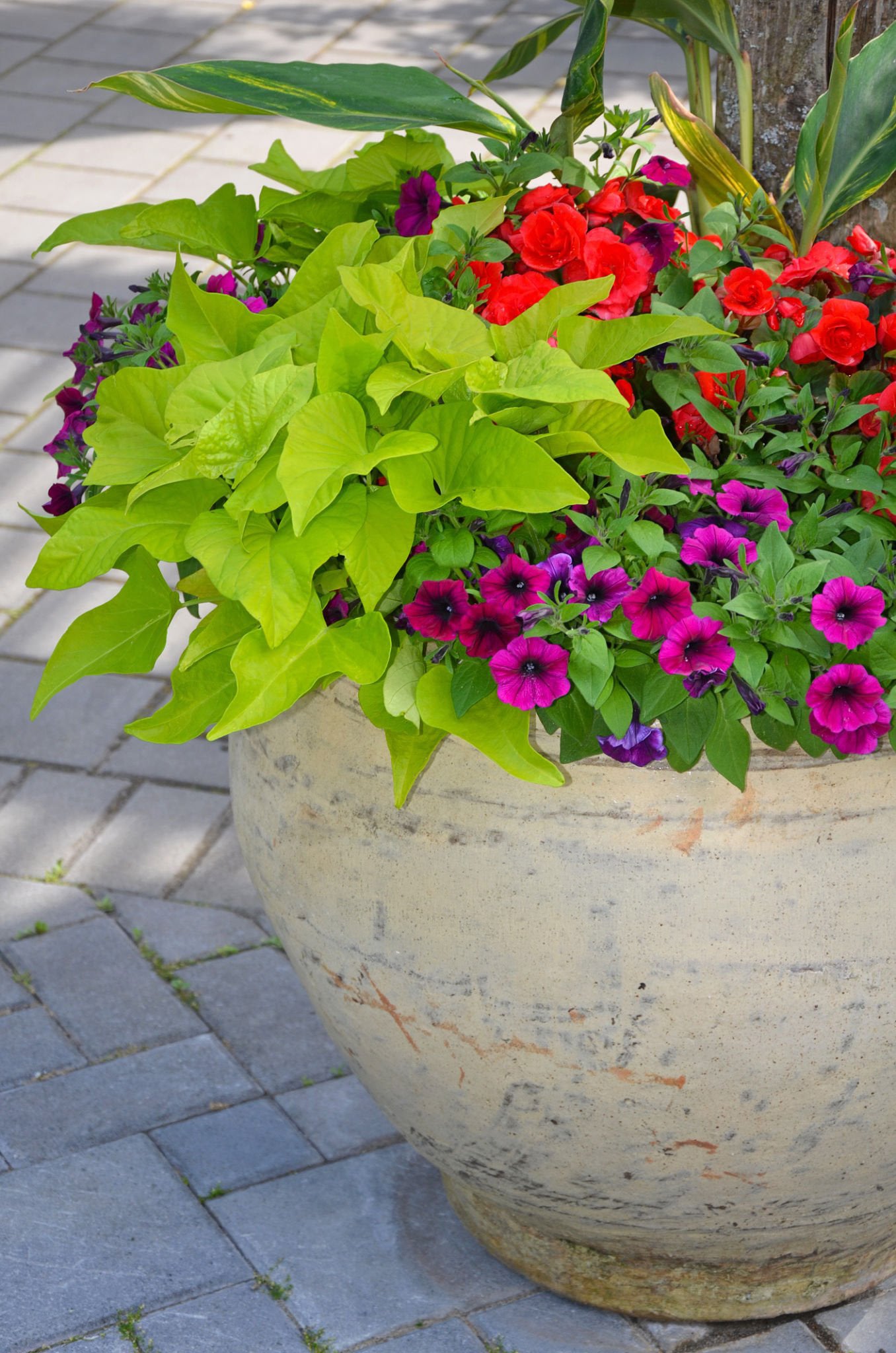 4" Ipomoea Spotlight