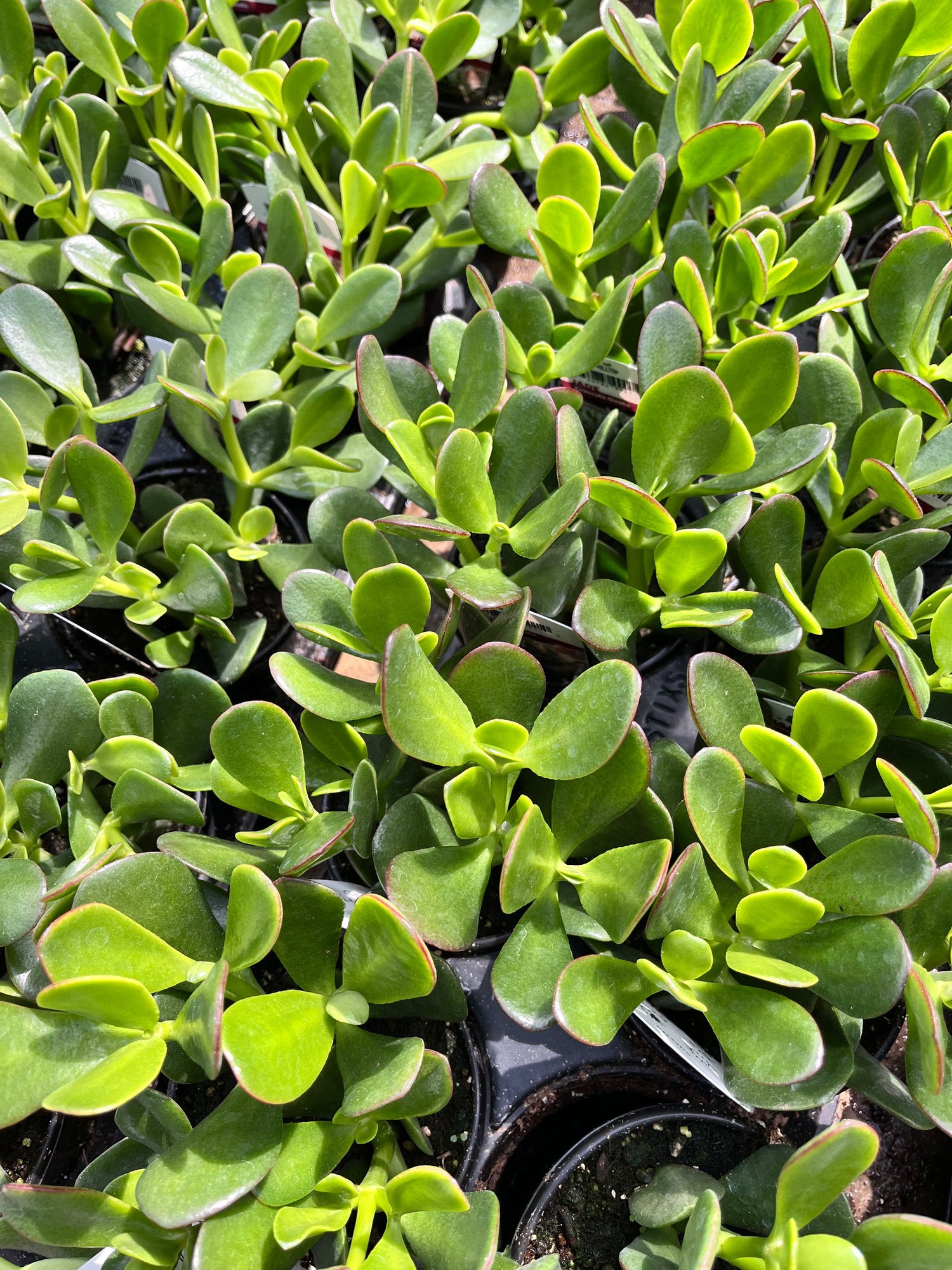 4" Jade