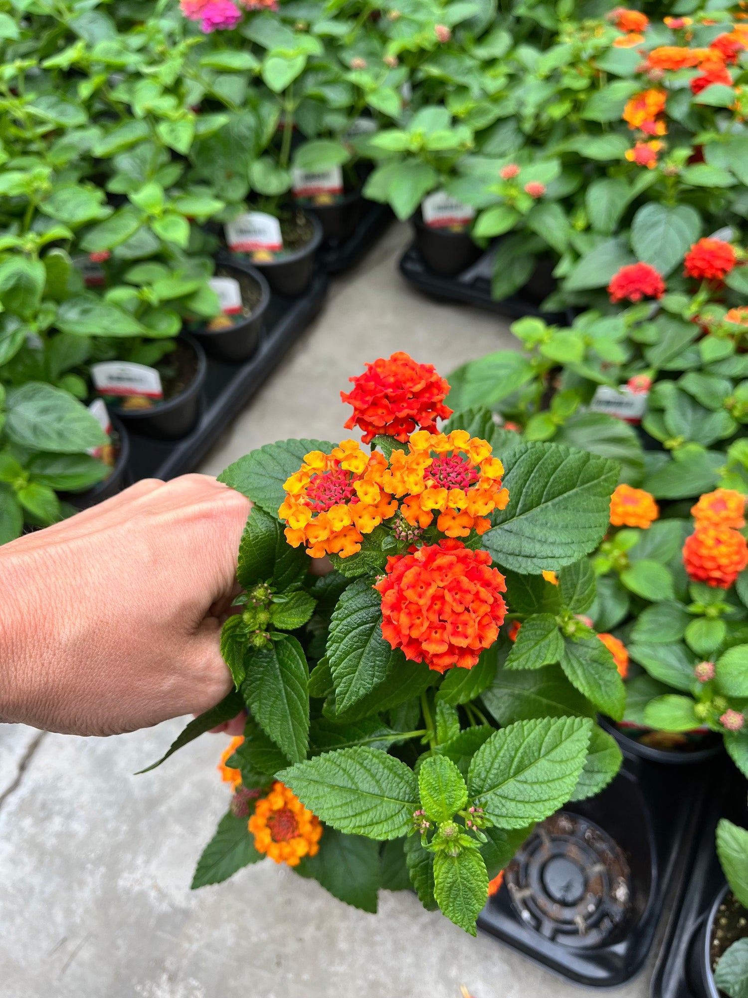 4" Lantana