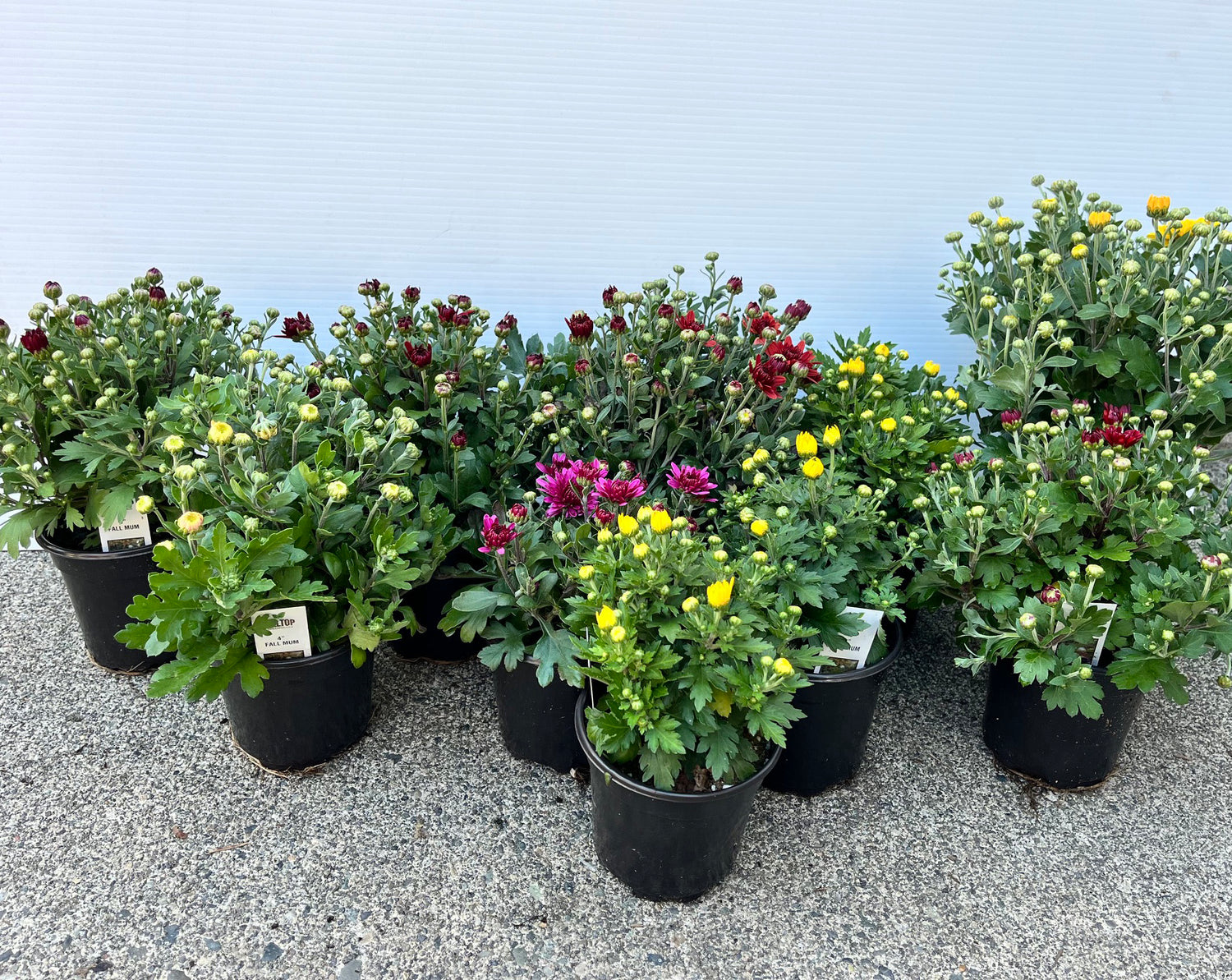 4" Mum, Mixed in Tray