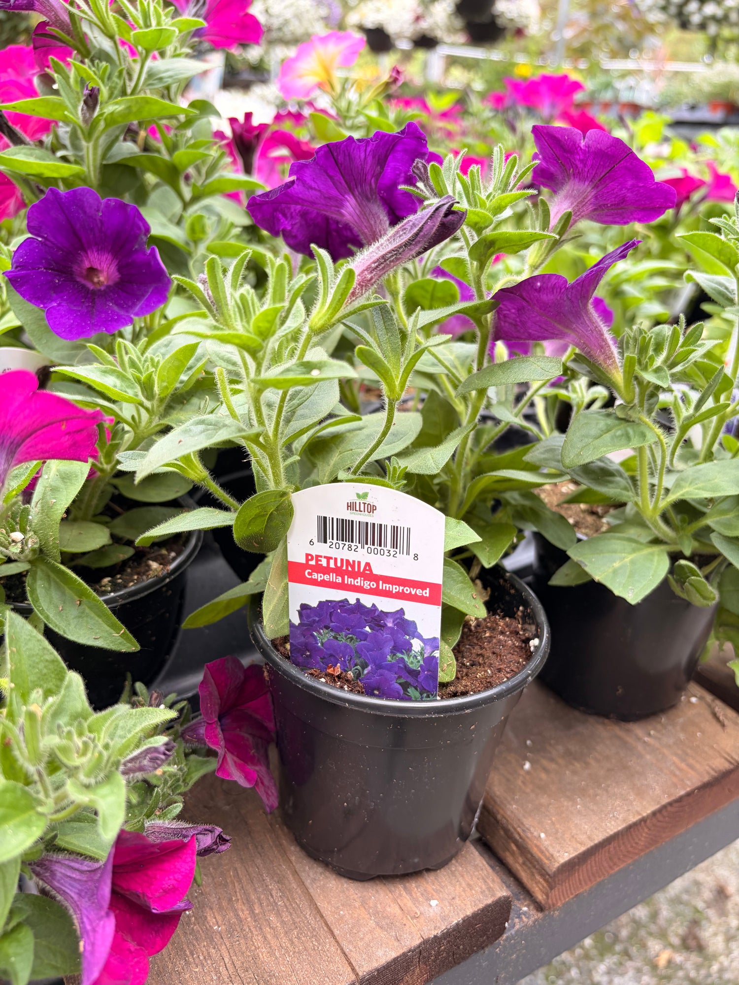 4" Petunia Capella