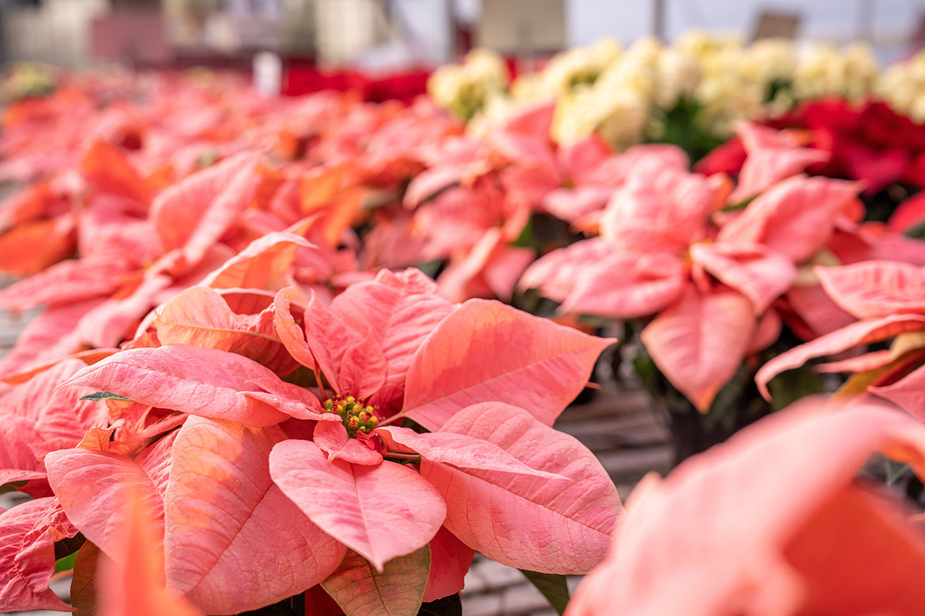 4" Poinsettia