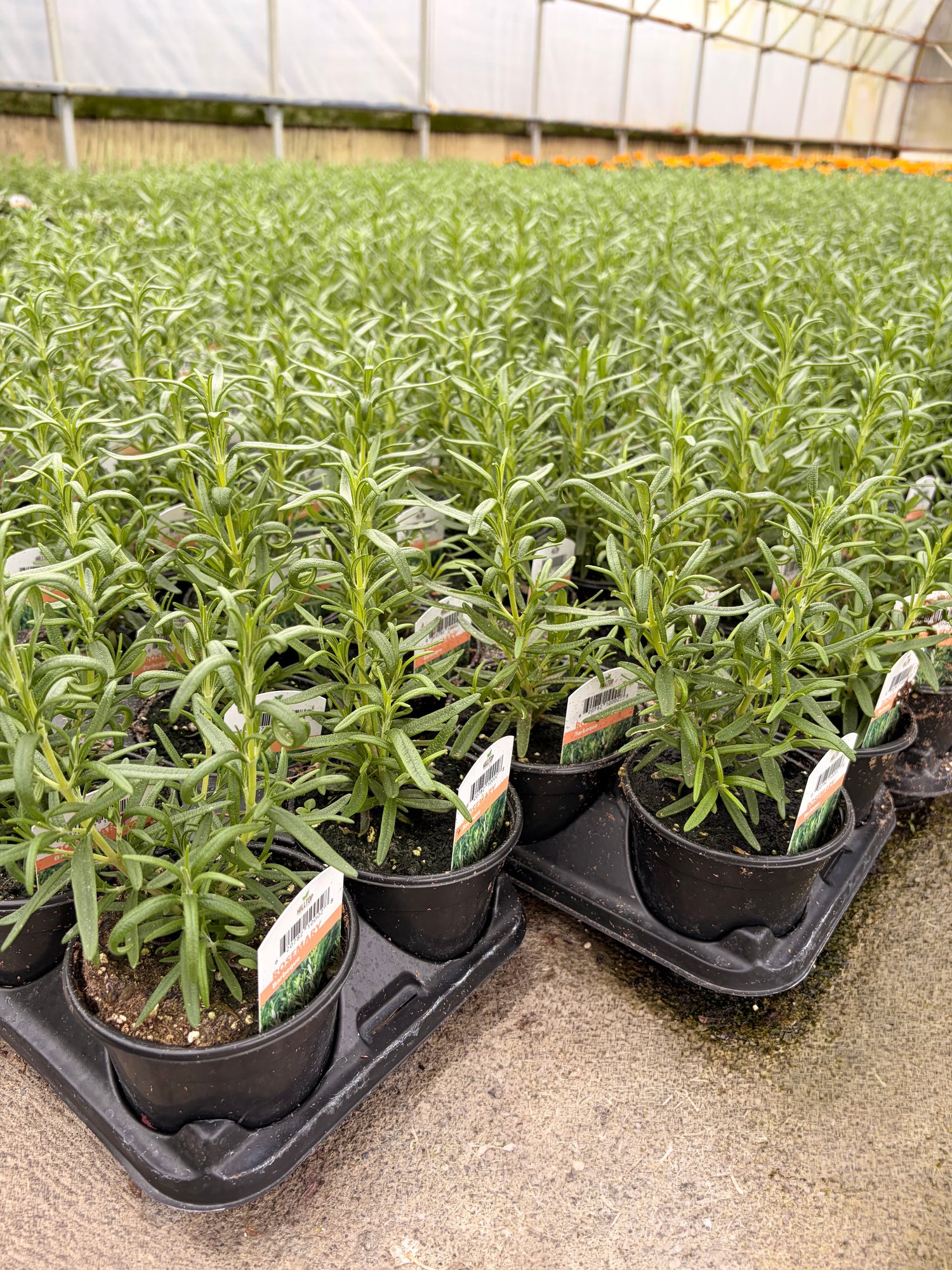 4" Rosemary