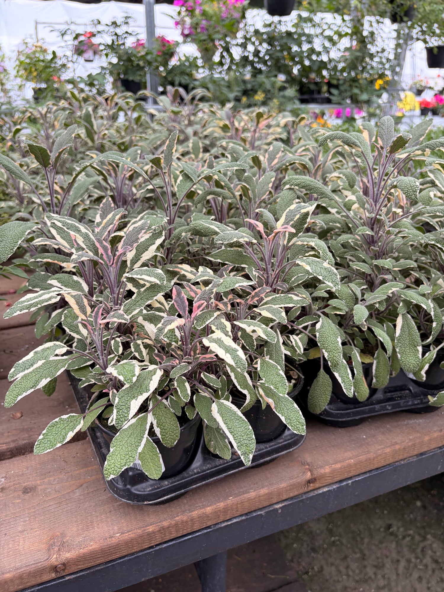 4" Sage
