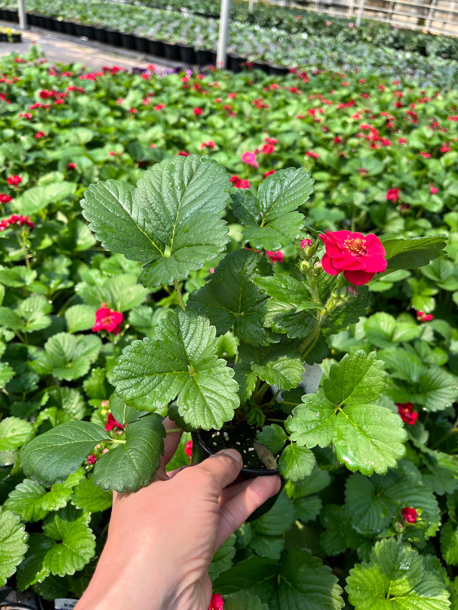 4" Strawberry