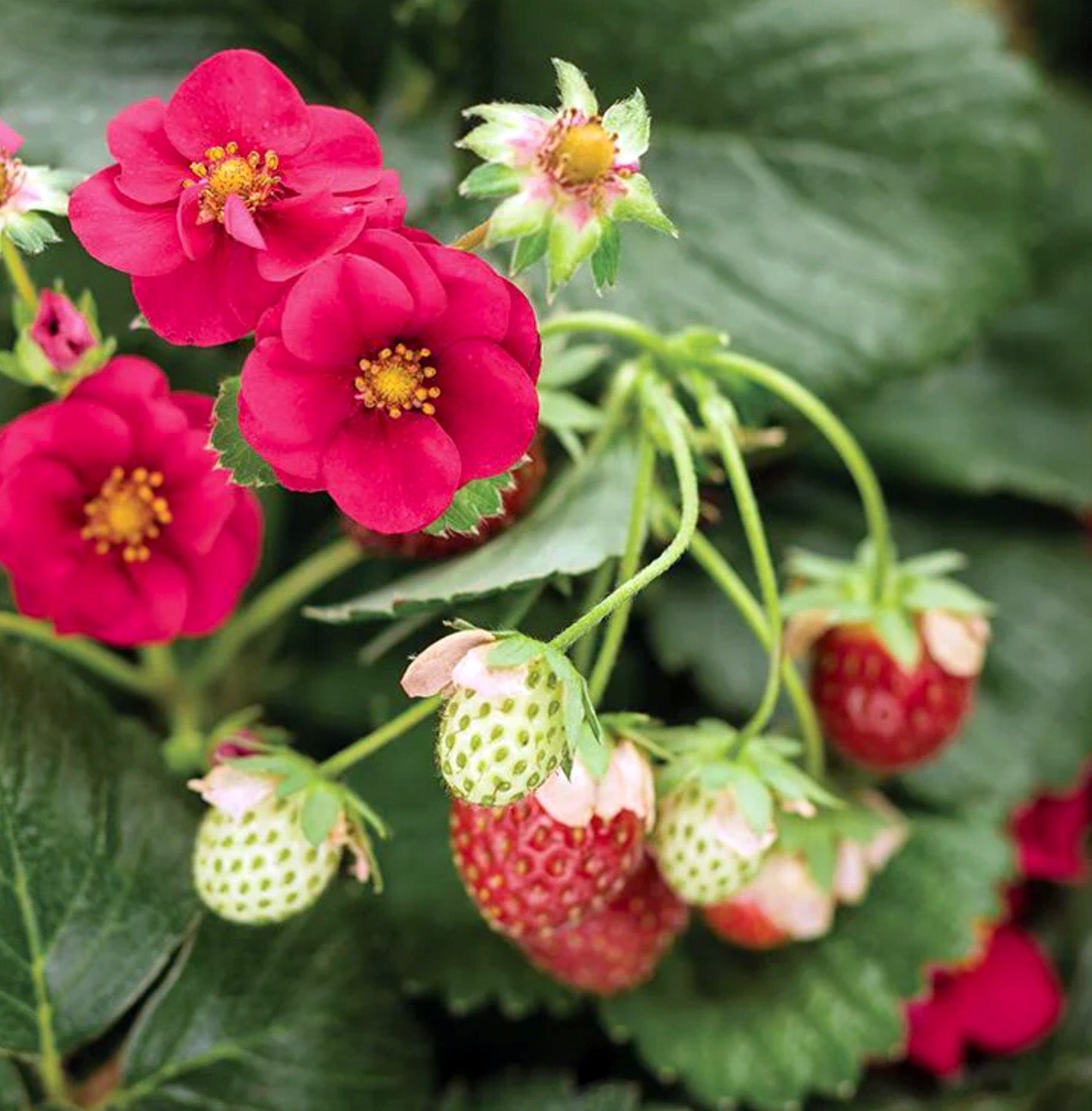 10" Strawberry Berri Basket