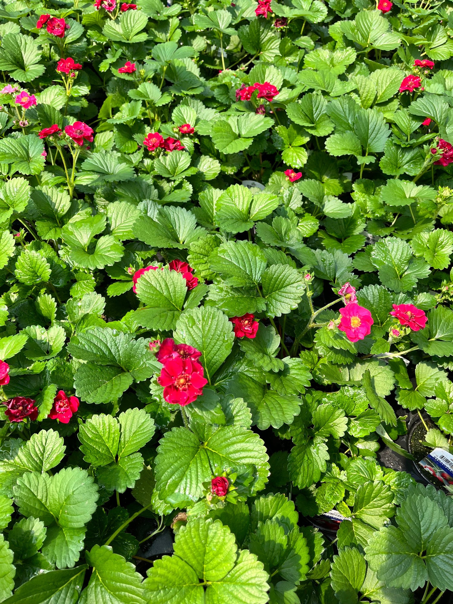 4" Strawberry
