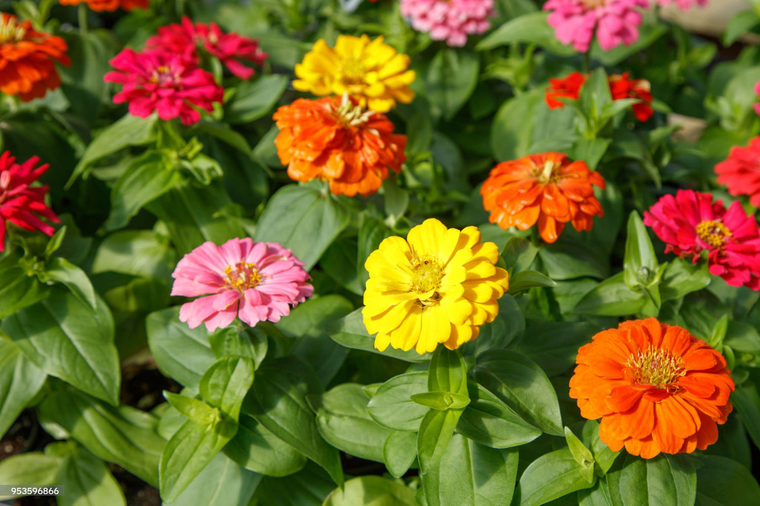 4" Zinnia Zahara Double