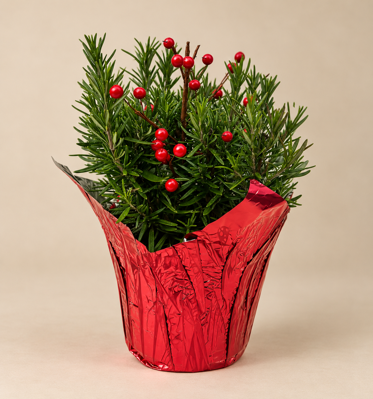 Rosemary with Decorative Berry Pick – 6" Pot