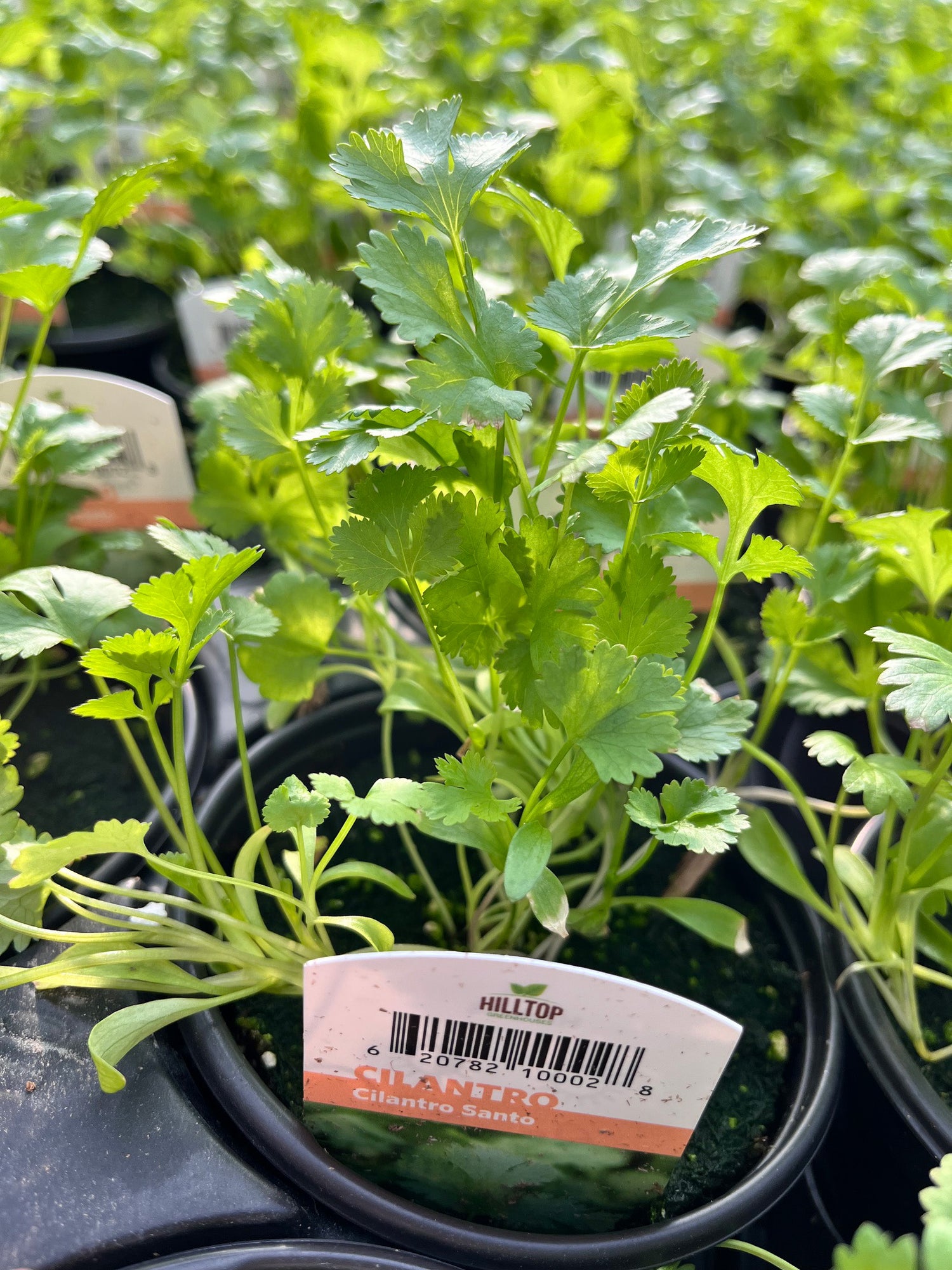 4" Cilantro