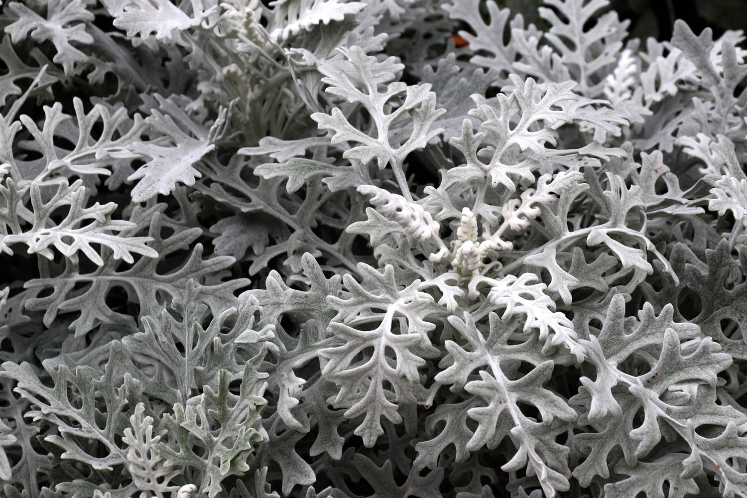 4" Dusty Miller