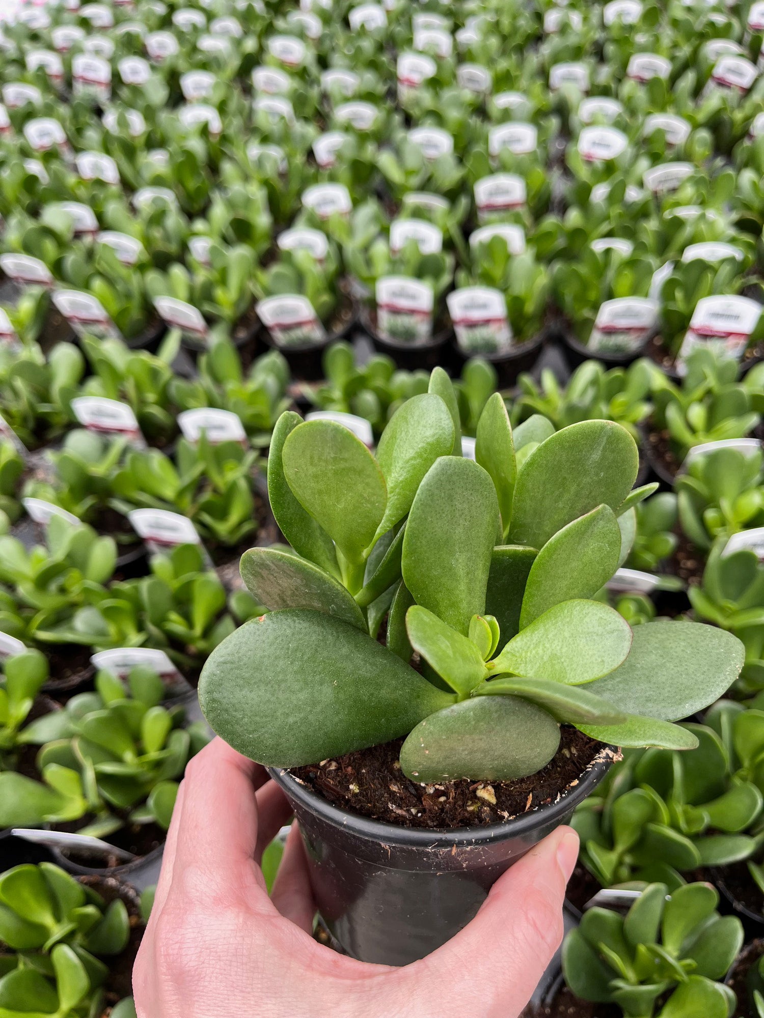 4" Jade