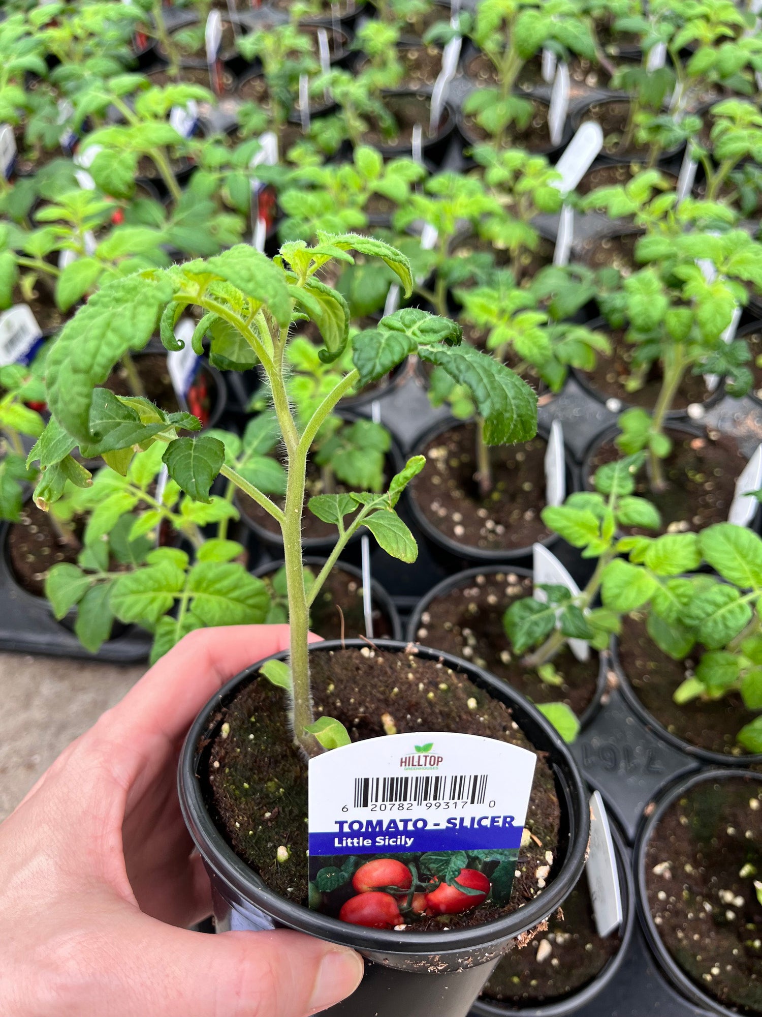 4" Tomato