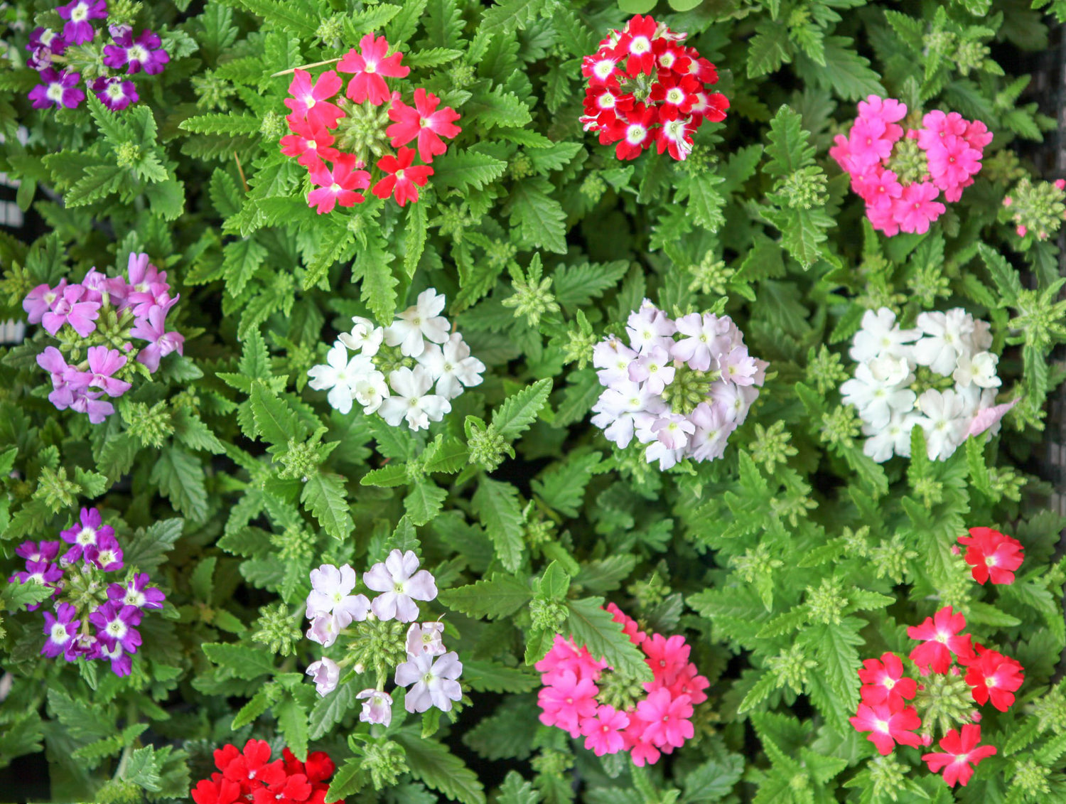 4" Verbena Vanessa