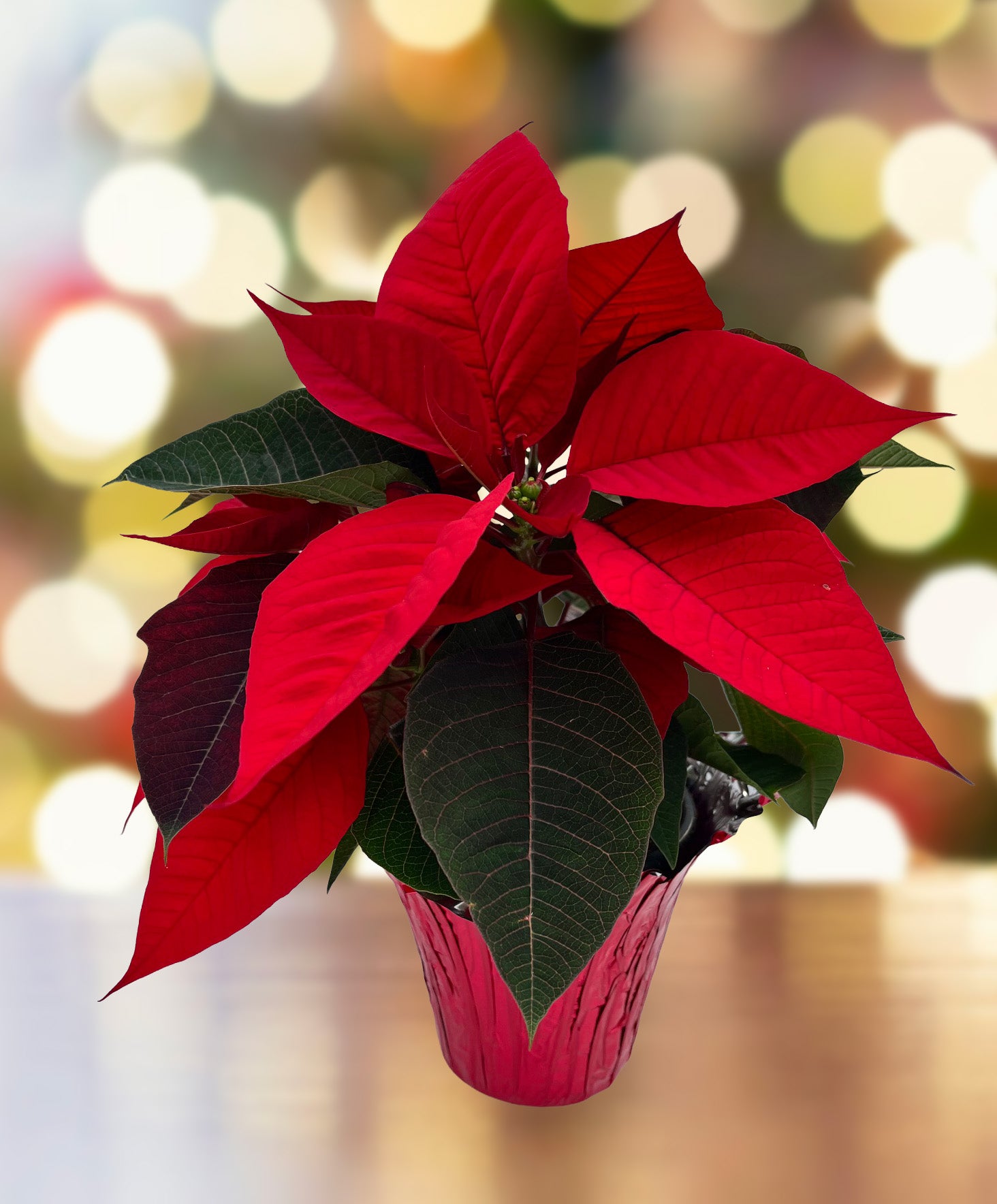 4" Poinsettia