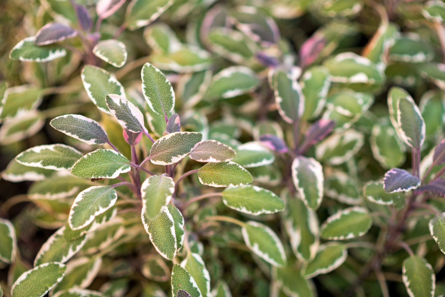 4" Sage