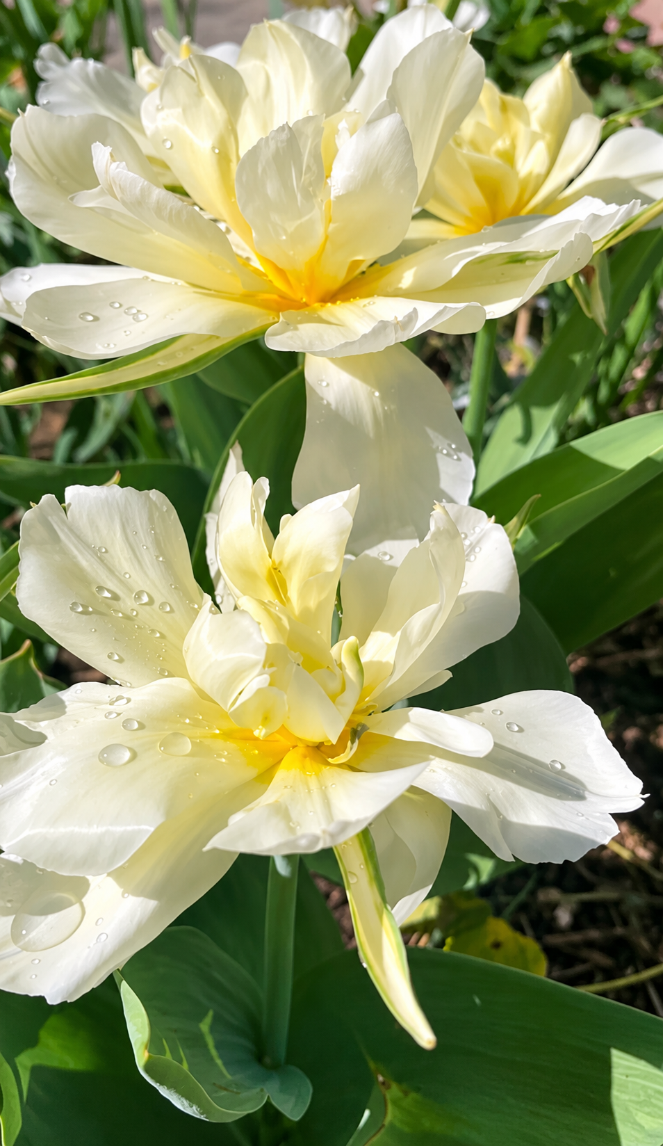 Tulip Bulbs – ‘Exotic Emperor’
