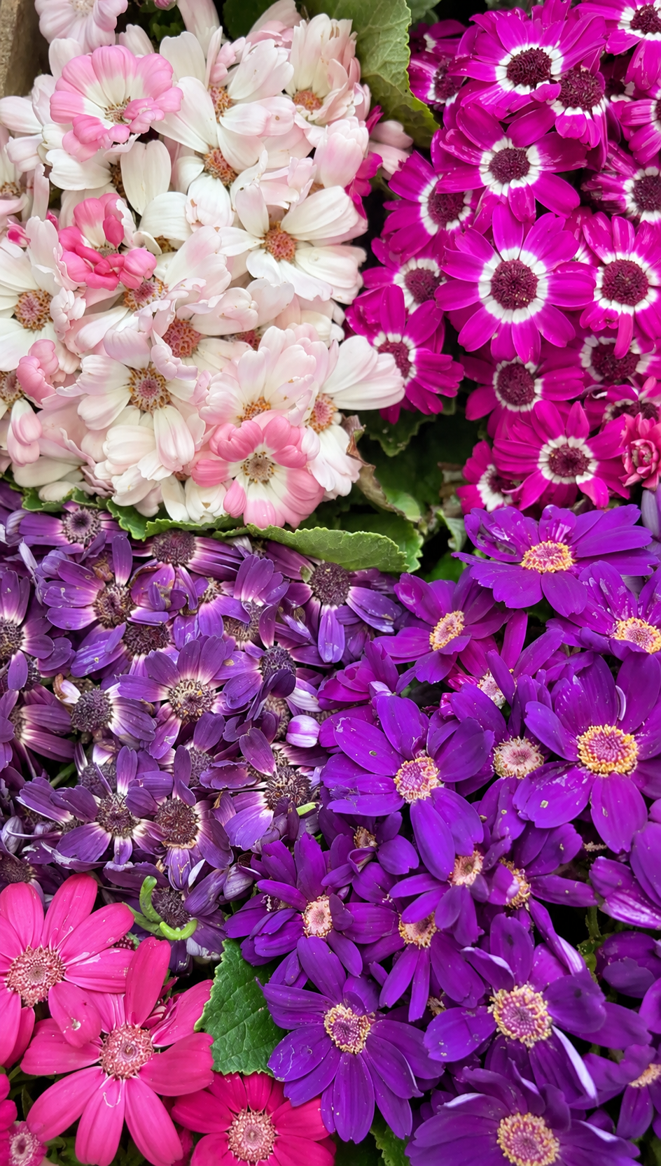 4" Pericallis ‘Primavera’ Mix