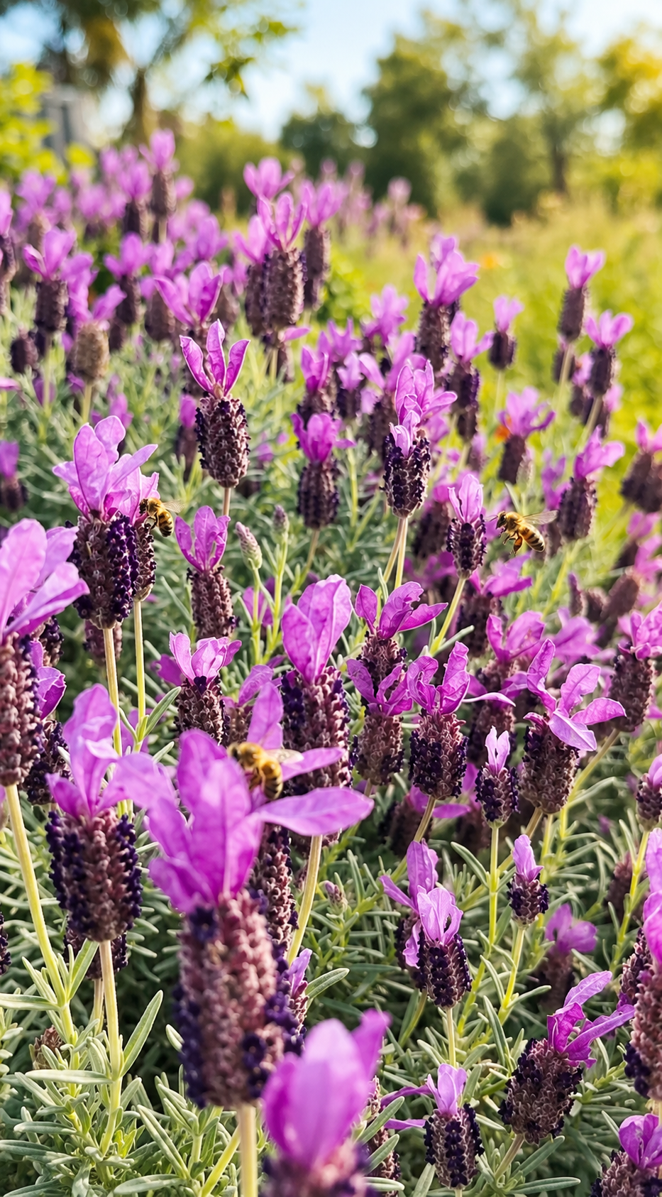 1G Spanish Lavender