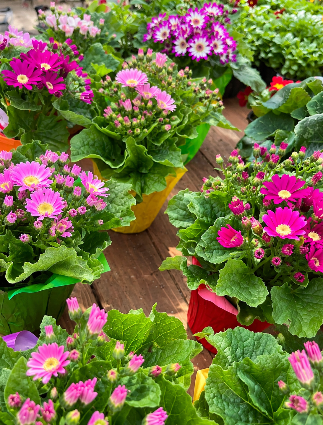 4" Cineraria ‘Perfection’ Mix