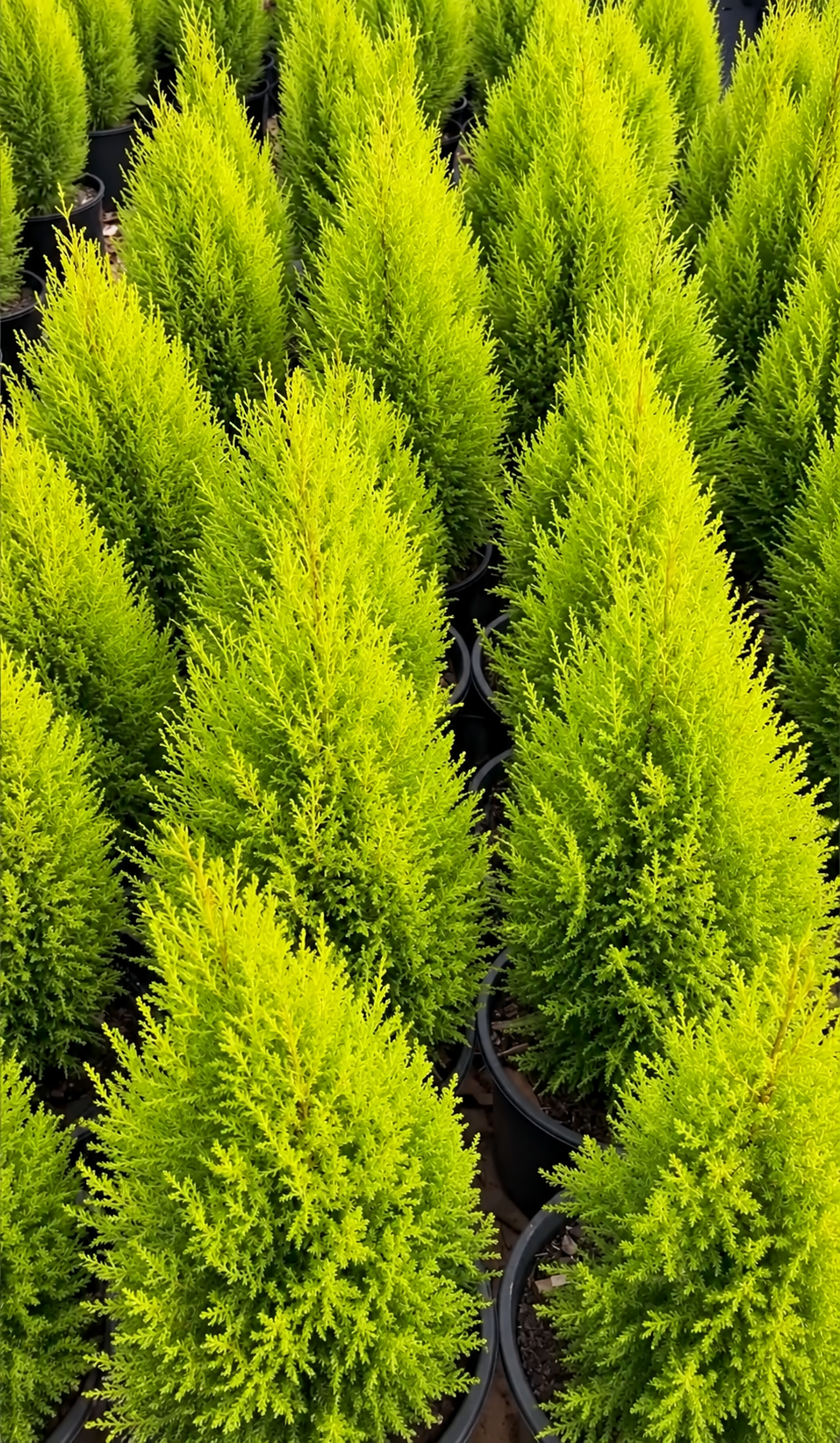 Lemon Cypress ‘Goldcrest Wilma’ Tree - 10" Pot